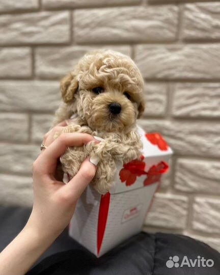 Мальтипу f1 mini корея тедди эксклюзив