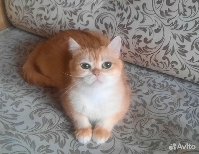 Кошки