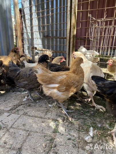 Доминанты с цветным яйцом