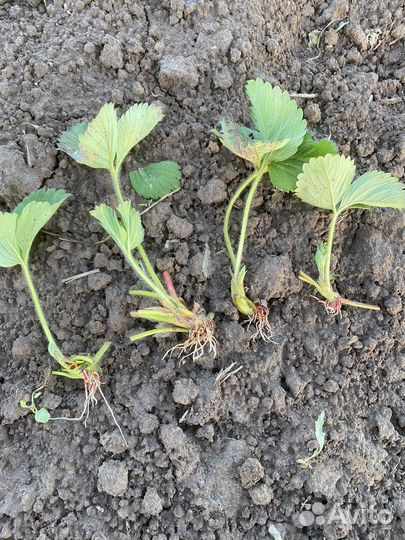 Рассада клубники