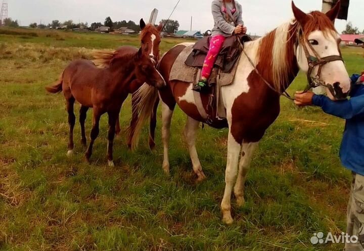 Лошадь жеребая