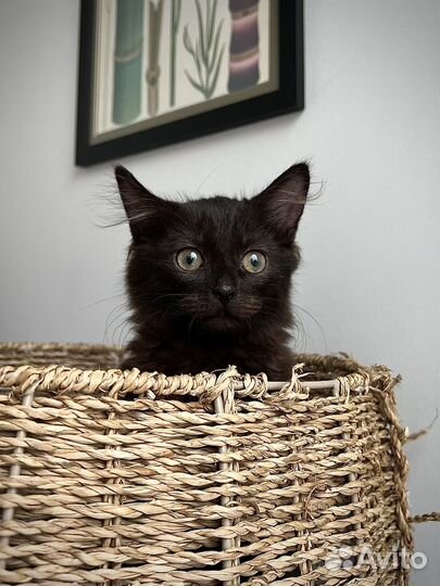 Котёнок-мальчик
