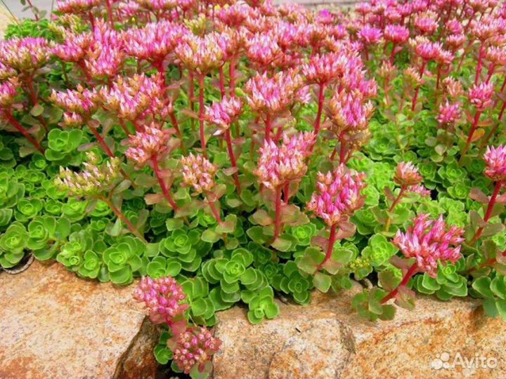 Очитки почвопокровные