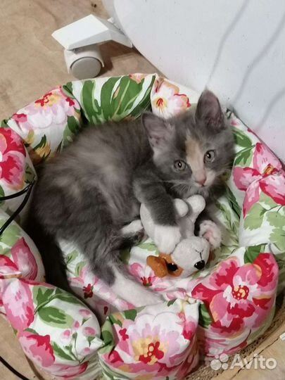 Лежанка для котёнка