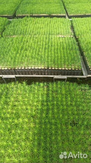 Саженцы сосны зкс в розницу