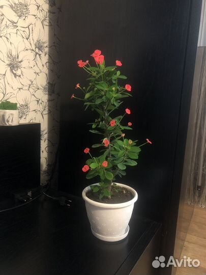 Euphorbia milii rood