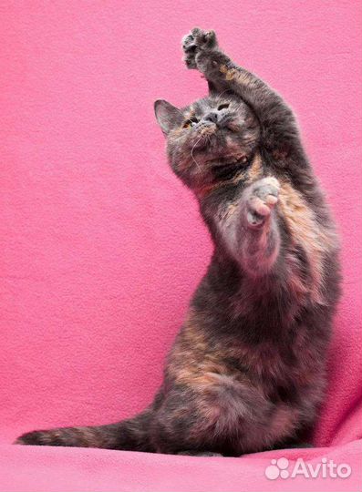 Юная плюшечка кошечка Зита ищет дом