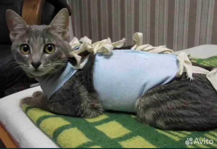 Ветеринарный врач на дом / Выезд / Кастрация