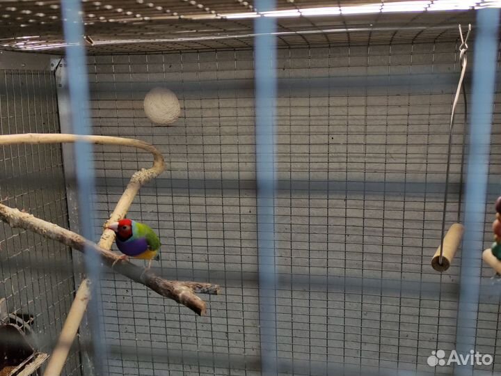 Амадины гульда