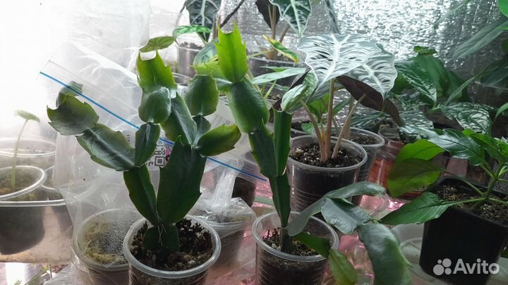 Декабрист белый и много других