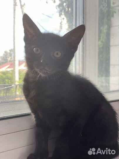 Котята чаузи f3