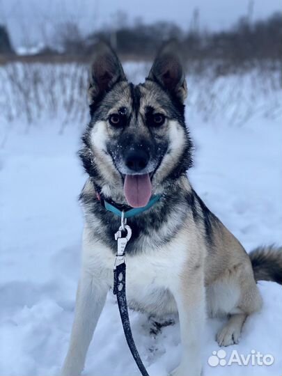 Собака в добрые руки