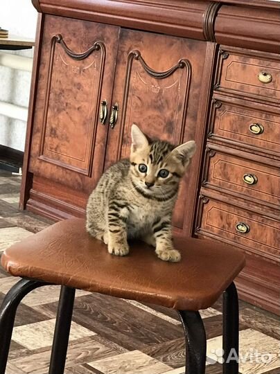 Отдам котенка