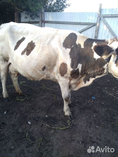 Корова дойная