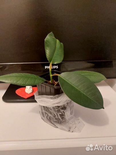 Фикус каучуконосный