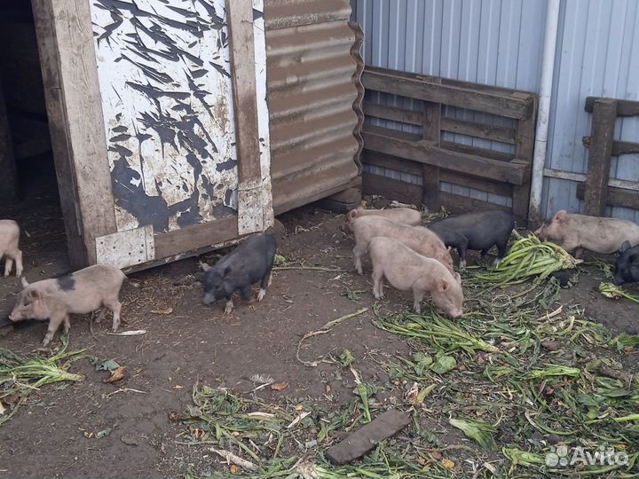 Продам вьетнамских поросят