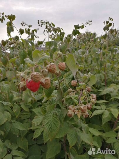 Ремонтантная малина (осенняя)