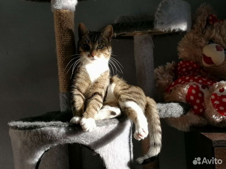 Глазастый и носатый котик