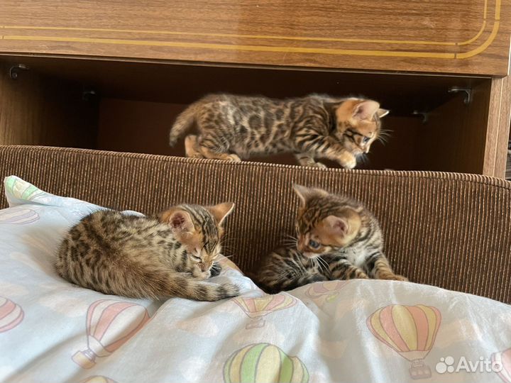 Котята бенгальские