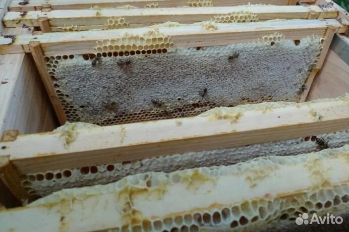 2023 года Мёд натуральный опт