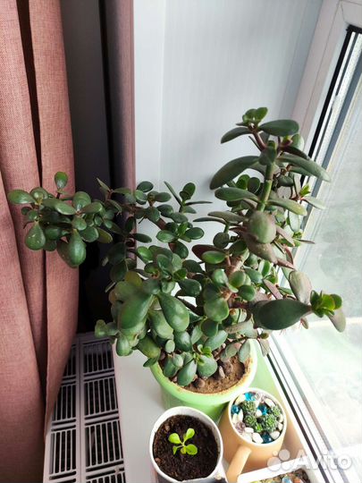 Комнатные цветы