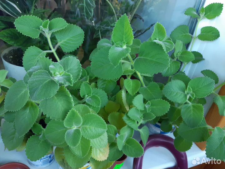 Домашняя мята