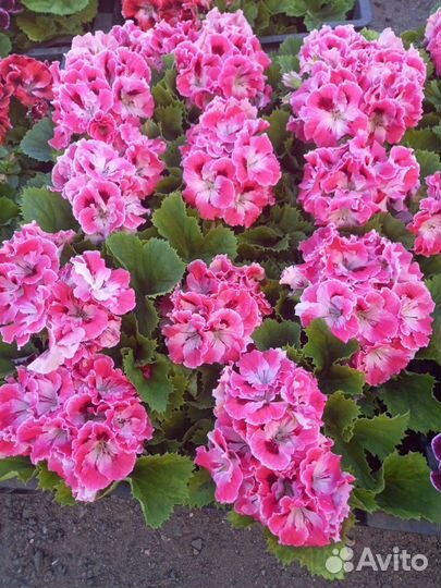 Королевская пеларгония