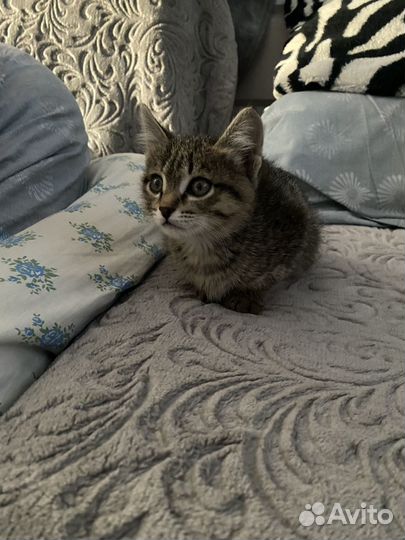 Котенок девочка в добрые руки