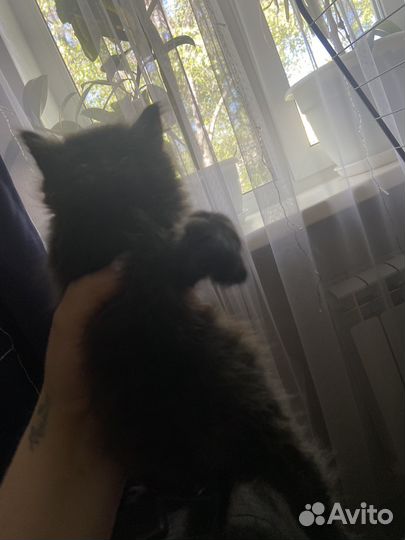 Котята от вислоухой