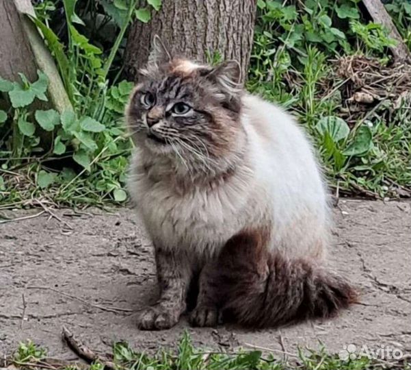 Собаки бесплатно в добрые руки