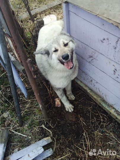 Швейцарская овчарка