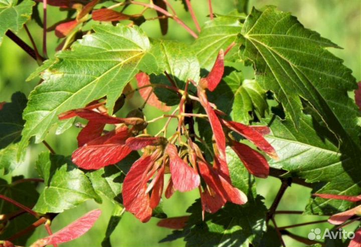 Клен Татарский