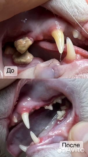 Чистка зубов собакам без наркоза