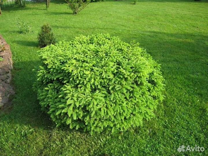 Ель нидиформис р9