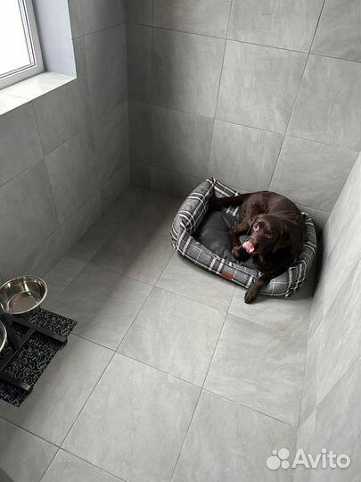 Передержка животных/Зоогостиница