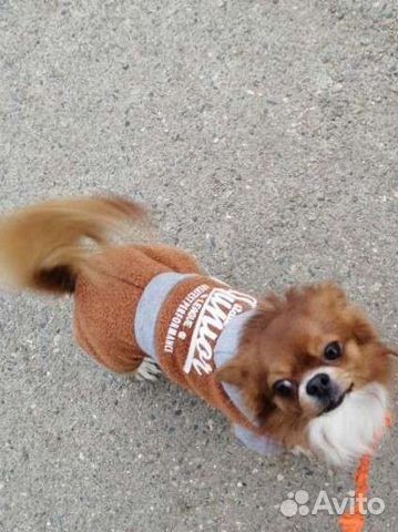 Жених Чихуа-хуа ищет невесту