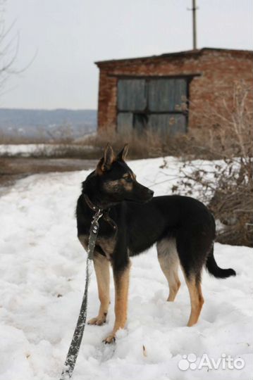 Собака маленькой породы