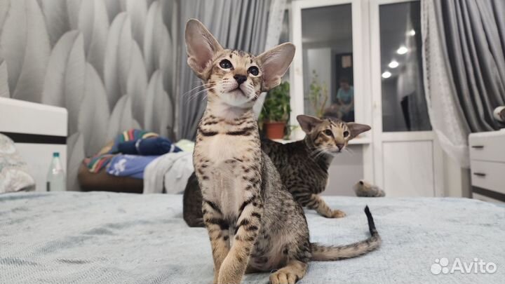 Ориентальные котята