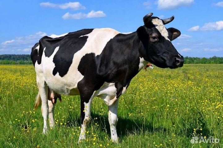 Домашние куриные яйца