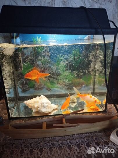 Аквариум