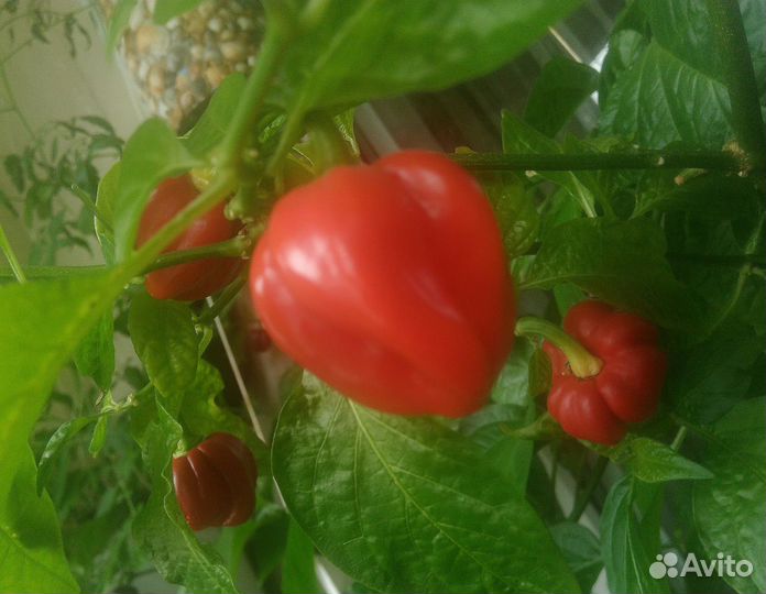 Семена для дома острых перцев и томатов