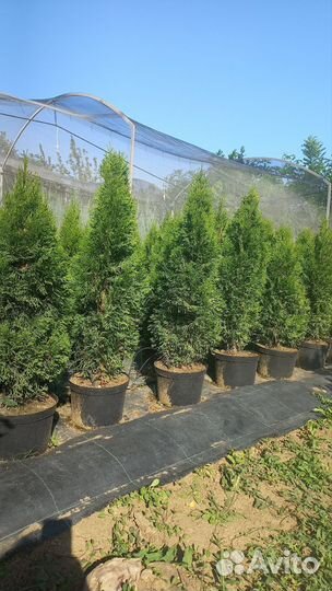 Туя смарагд