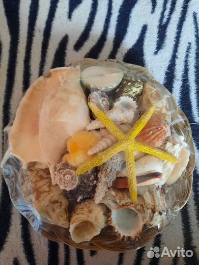 Набор морских раковин и ракушек