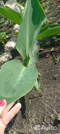 Цветы канны(красная)