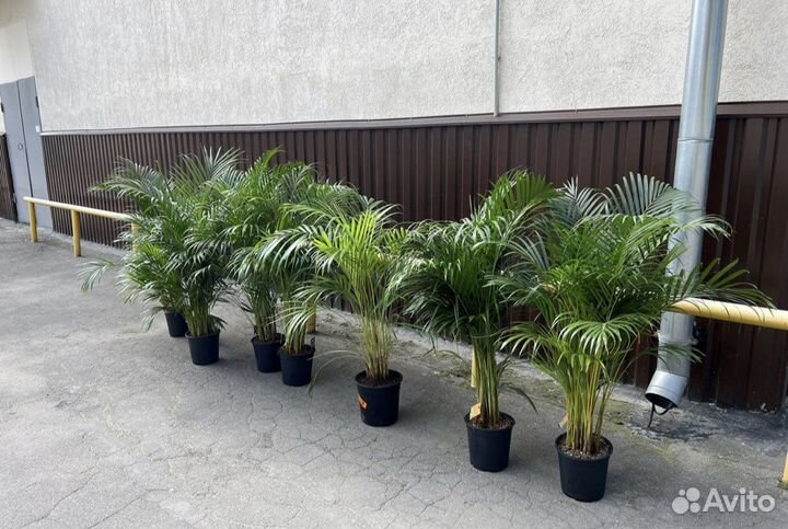 Пальма, арека, ховея купить в Москве