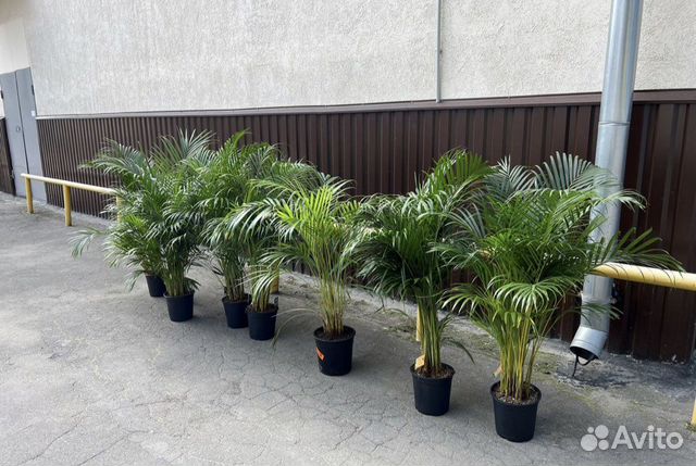 Пальма, арека, ховея купить в Москве