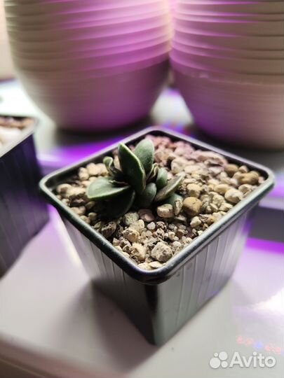 Суккуленты