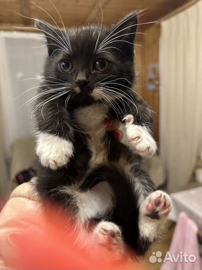 Котенок девочка