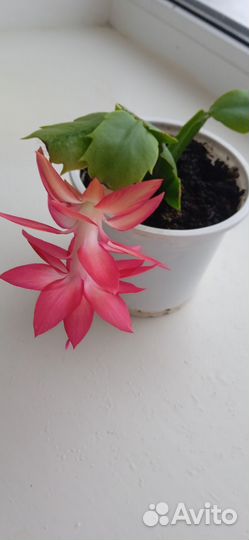 Полная эйфория