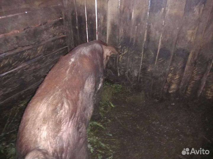 Хряк на племя